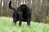 ROTTWEILER 439